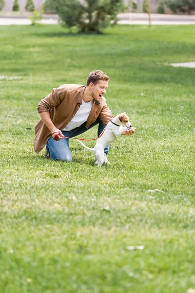 Excited man playing with jack russell terrier dog on green grass in park — Stock Photo