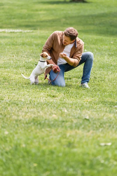Молодой человек в повседневной одежде играет с Джеком Расселом терьером на лужайке в городском парке — стоковое фото