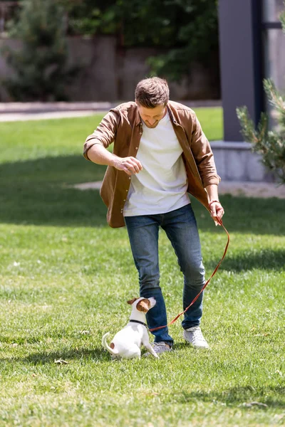 Foco seletivo do homem de jeans jogando com Jack Russell terrier no gramado — Fotografia de Stock