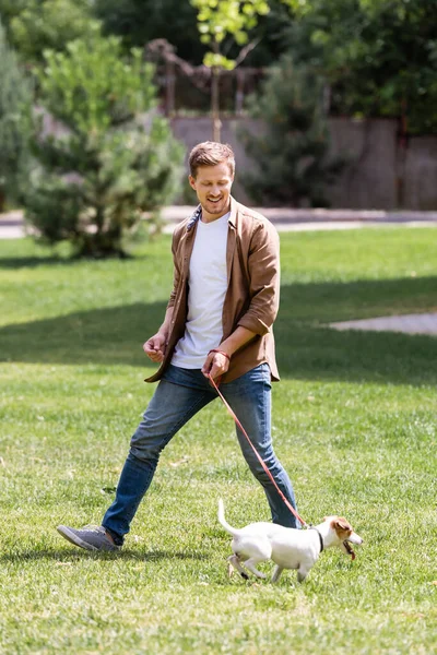 Enfoque selectivo del hombre mirando Jack Russell Terrier con correa en el parque - foto de stock