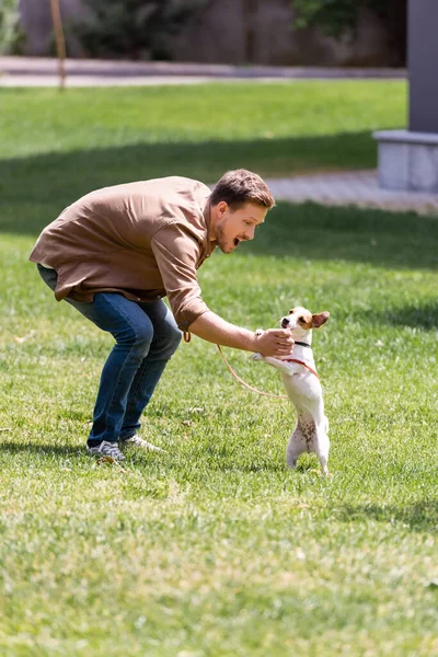 Foco seletivo de homem animado formação jack russell terrier na grama no parque — Fotografia de Stock