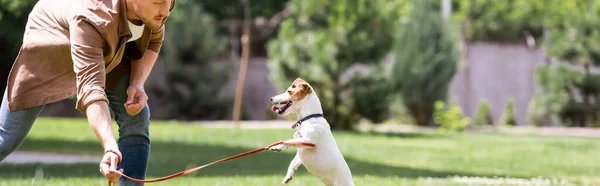 Panoramic concept of man playing with jack russell terrier on leash in park — Stock Photo