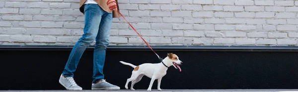 Panoramic crop of man walking jack russell terrier on leash near building — Stock Photo