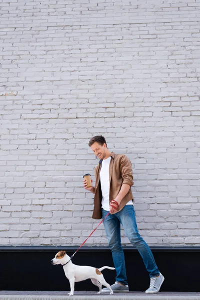 Man in jeans holding disposable cup while walking on leash jack russell terrier near facade of building — Stock Photo