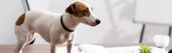 Panoramic shot of jack russell terrier looking away on table in office — Stock Photo