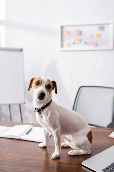 Foco seletivo de Jack Russell terrier olhando para a câmera perto de laptop e notebook na mesa no escritório — Fotografia de Stock