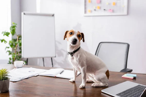 Foco seletivo de Jack Russell terrier sentado perto de laptop, planta e papelaria na mesa de escritório — Fotografia de Stock