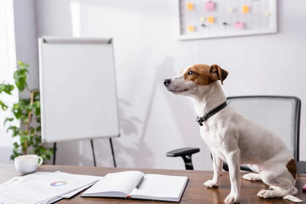 Selective focus of jack russell terrier sitting near notebook and papers on office table — Stock Photo