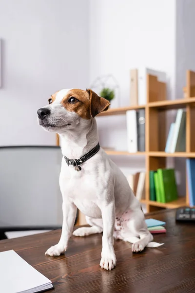 Selective focus of jack russell terrier sitting beside notebook on table in office — Stock Photo