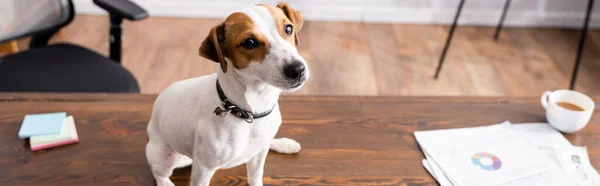 Horizontales Bild eines Jack Russell Terriers, der neben einer Tasse Kaffee und Papieren auf einem Bürotisch sitzt — Stockfoto