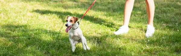 Panoramic crop of young woman keeping jack russell terrier dog on leash — Stock Photo