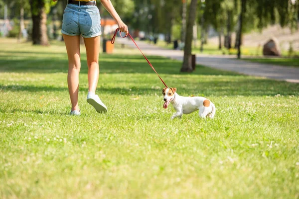 Ausgeschnittene Ansicht einer jungen Frau, die mit Jack Russell Terrier-Hund spazieren geht — Stockfoto