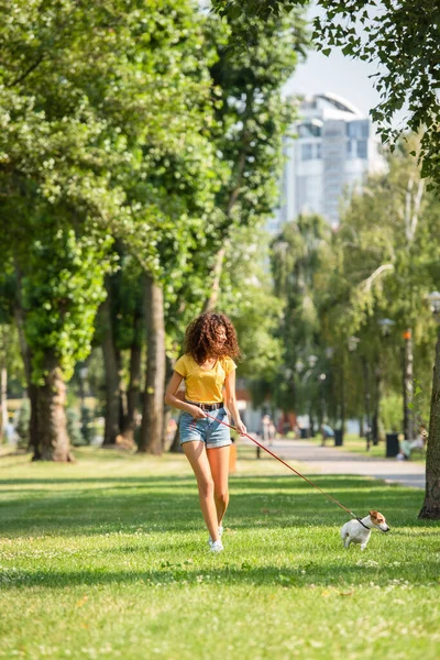 Enfoque selectivo de la mujer joven caminando con Jack Russell terrier perro en el parque - foto de stock
