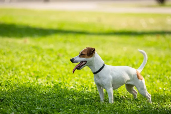 Focus selettivo di jack russell terrier cane in piedi su erba — Foto stock