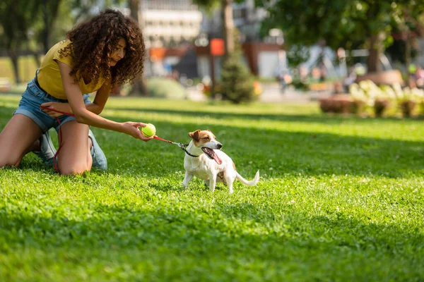 Selective focus of young woman keeping dog on leash and showing tennis ball — Stock Photo