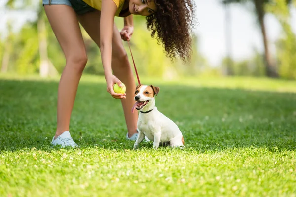 Vista recortada de la joven mujer sosteniendo pelota de tenis y mirando al perro - foto de stock