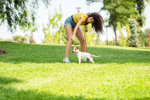 Enfoque selectivo de la mujer joven con gato russell terrier perro en la hierba - foto de stock