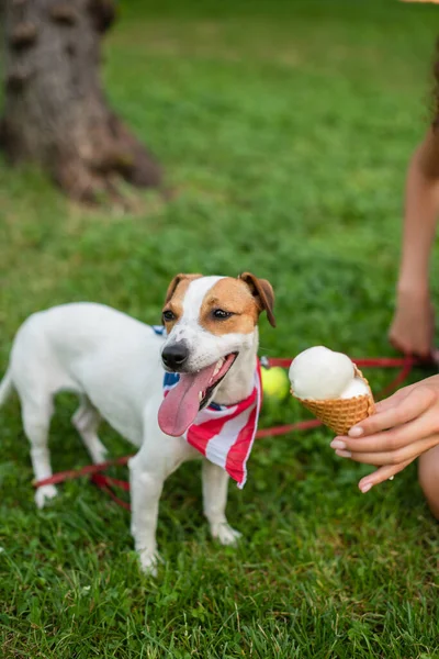 Vista recortada de mujer joven dando helado a perro en bandana de bandera americana - foto de stock