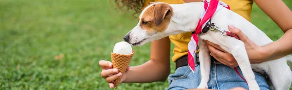 Ausgeschnittene Ansicht einer jungen Frau, die Jack Russell Terrier Dog Ice füttert — Stockfoto