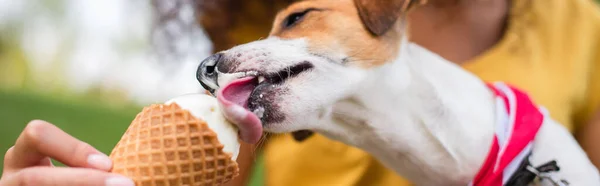 Récolte panoramique de Jack Russell terrier chien manger de la crème glacée — Photo de stock