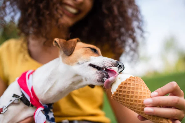 Focus selettivo di jack russell terrier cane mangiare gelato — Foto stock