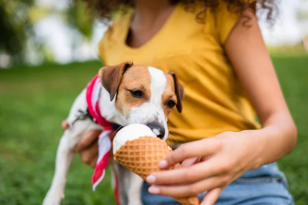 Enfoque selectivo de jack russell terrier perro comer helado de la mano - foto de stock