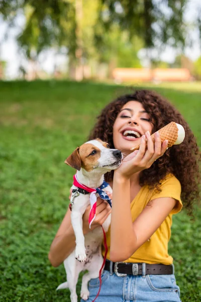 Enfoque de selección de mujer emocionada sosteniendo gato russell terrier perro y helado - foto de stock