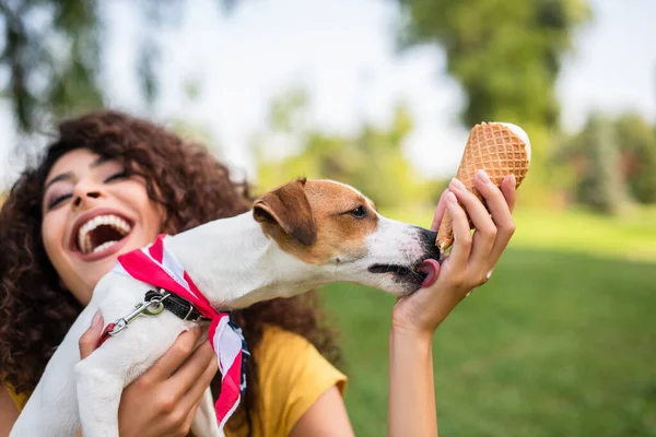 Enfoque selectivo de la mujer joven riendo y alimentando gato russell terrier perro - foto de stock
