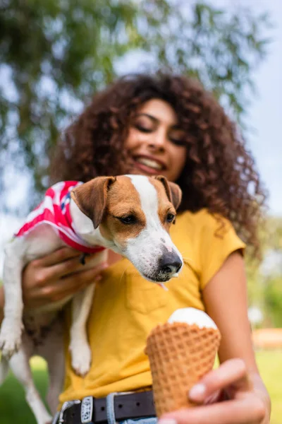Enfoque selectivo de gato russell terrier perro mirando helados - foto de stock