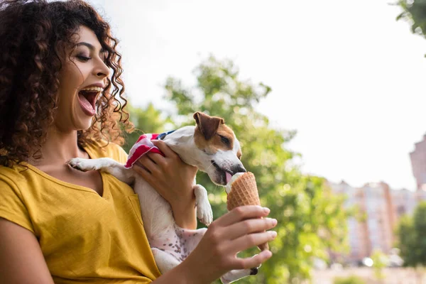 Вибірковий фокус молодої жінки з відкритою молі дивиться на собаку лизати морозиво — стокове фото