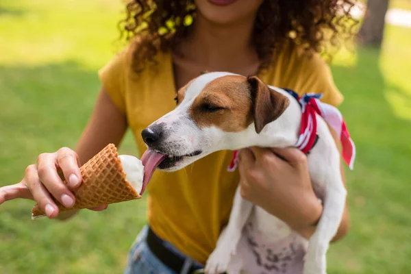 Vista recortada de mujer joven sosteniendo gato russell terrier perro lamiendo helado - foto de stock