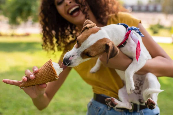 Enfoque selectivo de la mujer emocionada alimentación jack russell terrier perro helado - foto de stock