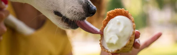 Горизонтальне зображення джек-тер'єра собаки, що облизує смачне морозиво — стокове фото