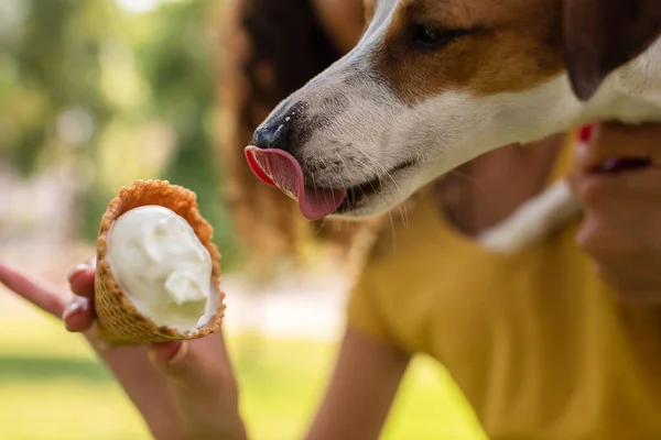 Обрезанный вид женщины, кормящей Джека Рассела терьера собакой с вкусным мороженым — стоковое фото