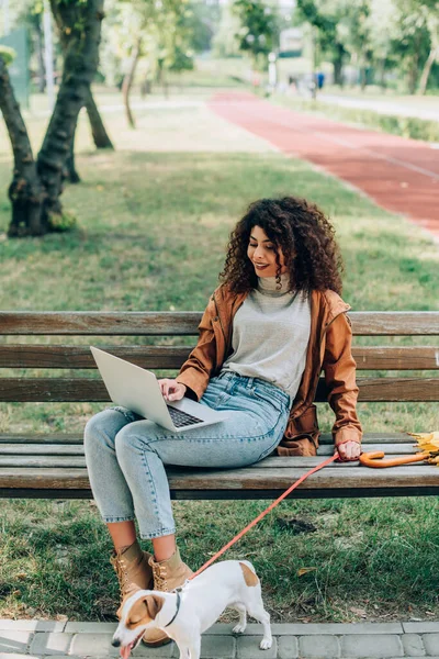 Curly freelancer in autumn outfit using laptop while sitting on bench in park with jack russell terrier dog on leash — Stock Photo