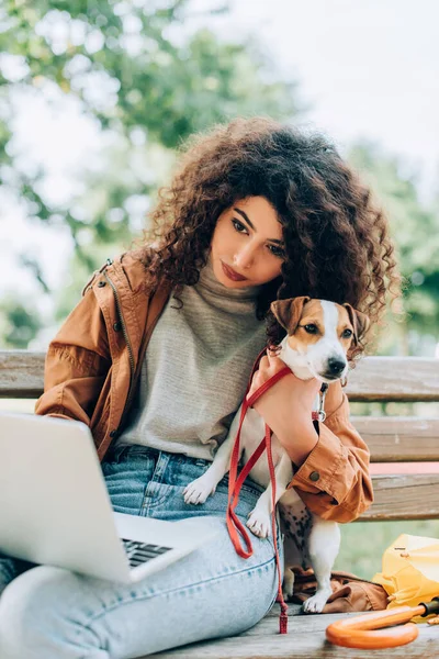 Curly freelancer using laptop while sitting on bench in park with jack russell terrier dog — Stock Photo