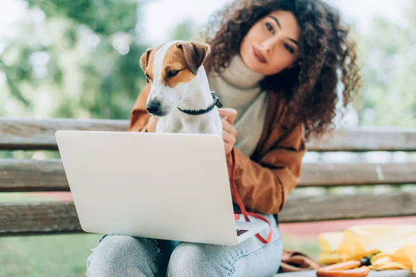 Selective focus of curly freelancer holding jack russell terrier dog while sitting on bench with laptop — Stock Photo