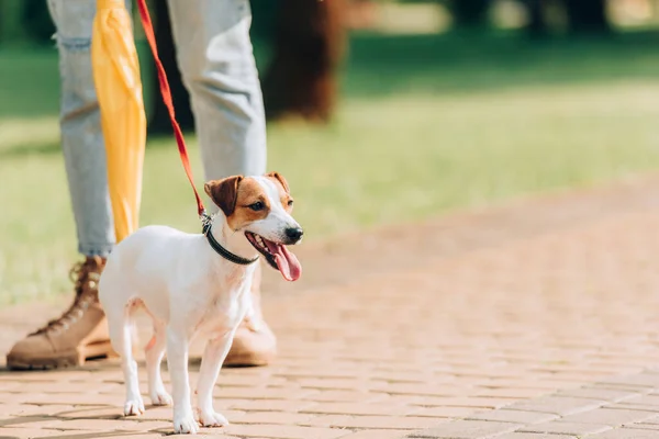 Partial view of woman strolling with jack russell terrier dog on leash — Stock Photo