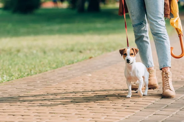 Cropped view of woman with umbrella standing near jack russell terrier on leash on walkway — Stock Photo