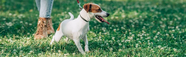 Website header of jack russell terrier standing near woman on grass with flowers — Stock Photo