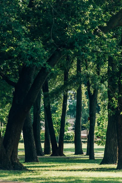 Selektiver Fokus der Bäume auf Wiese mit grünem Gras im Sommerpark — Stockfoto
