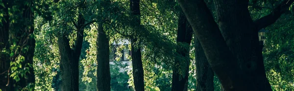 Panoramic shot of trees with green foliage in park — Stock Photo