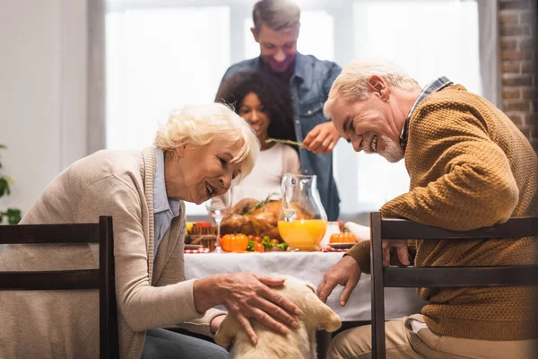 Mujer mayor acariciando golden retriever mientras celebra el día de acción de gracias con la familia multicultural - foto de stock