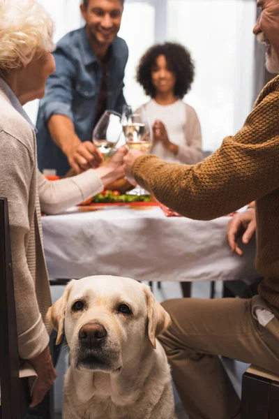 Enfoque selectivo de golden retriever cerca de la familia multicultural tintineo vasos de vino blanco durante la cena de acción de gracias - foto de stock