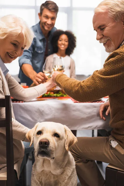 Foco seletivo de golden retriever perto de copos familiares multiculturais de vinho branco durante a celebração de ação de graças — Fotografia de Stock