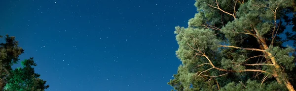 Fotografía panorámica de árboles y cielo estrellado por la noche - foto de stock
