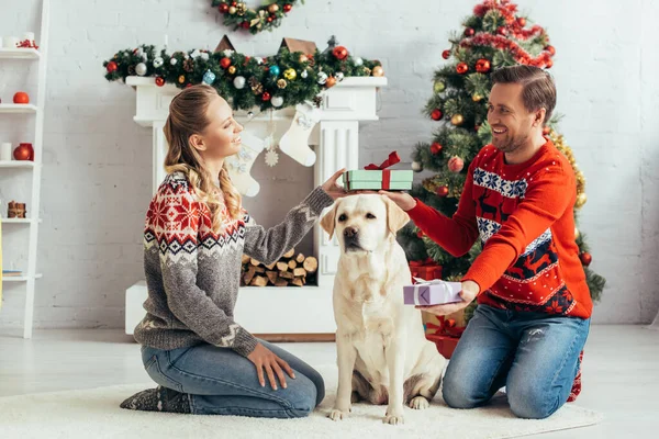 Coppia sorridente scambio di regali mentre seduto vicino cane e albero di Natale a casa — Foto stock