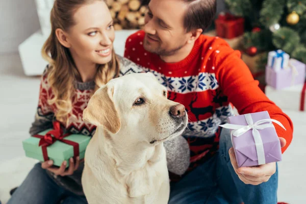 Selective focus of dog near couple with christmas presents — Stock Photo