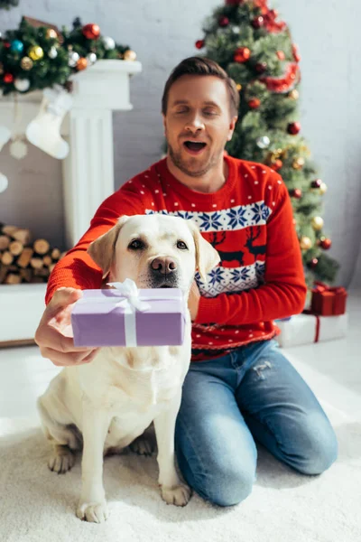 Joyful man in sweater holding present near labrador on christmas — Stock Photo