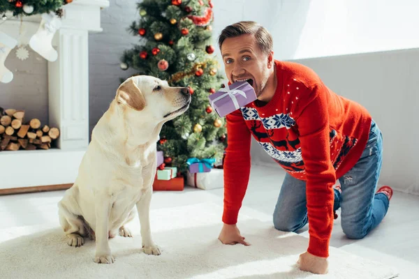 Homem alegre em suéter segurando presente em dentes perto labrador e árvore de natal decorada — Fotografia de Stock